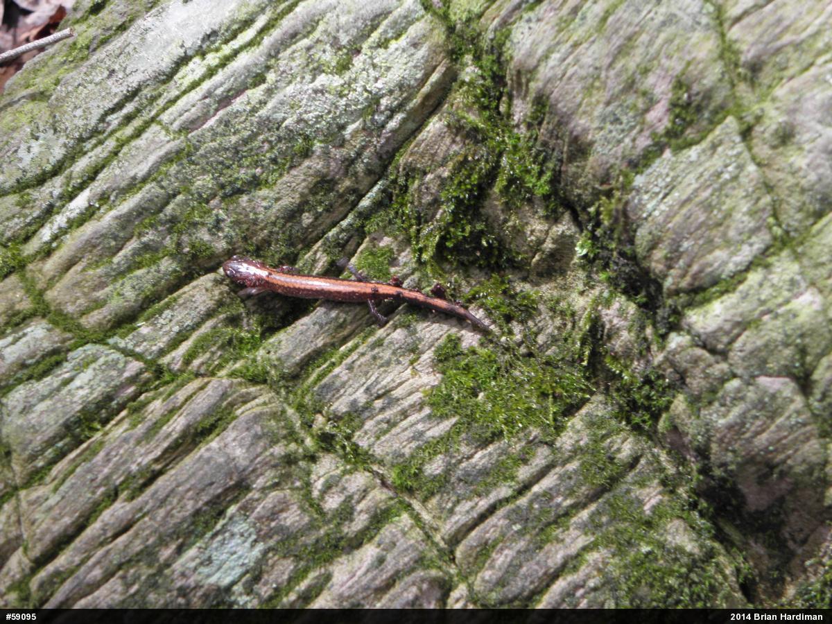 Eastern Red-backed  Salamander