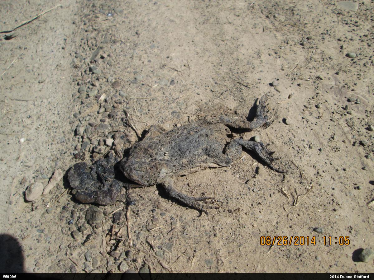 Eastern American Toad