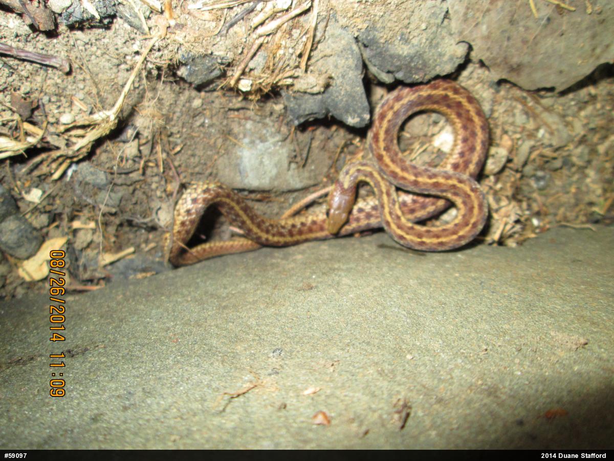 Eastern Gartersnake