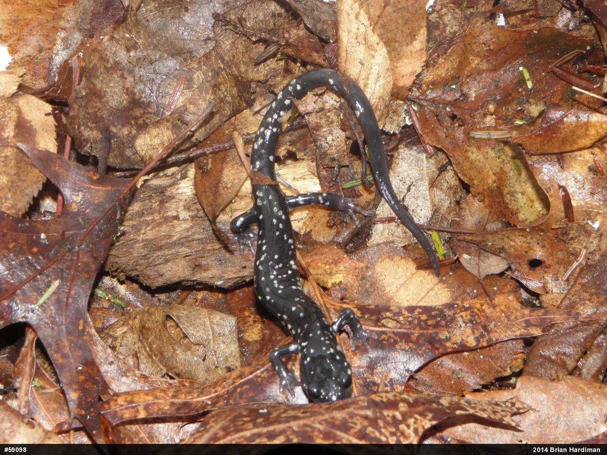 Northern Slimy Salamander