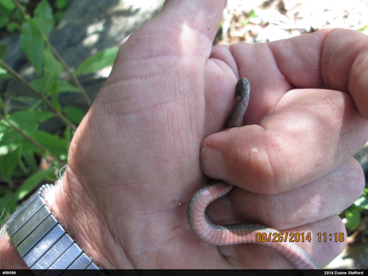 Red-bellied Snake