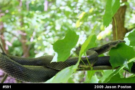 Eastern Ratsnake