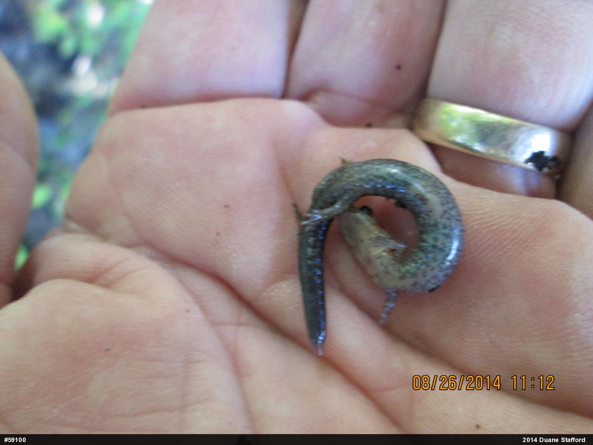 Eastern Red-backed  Salamander