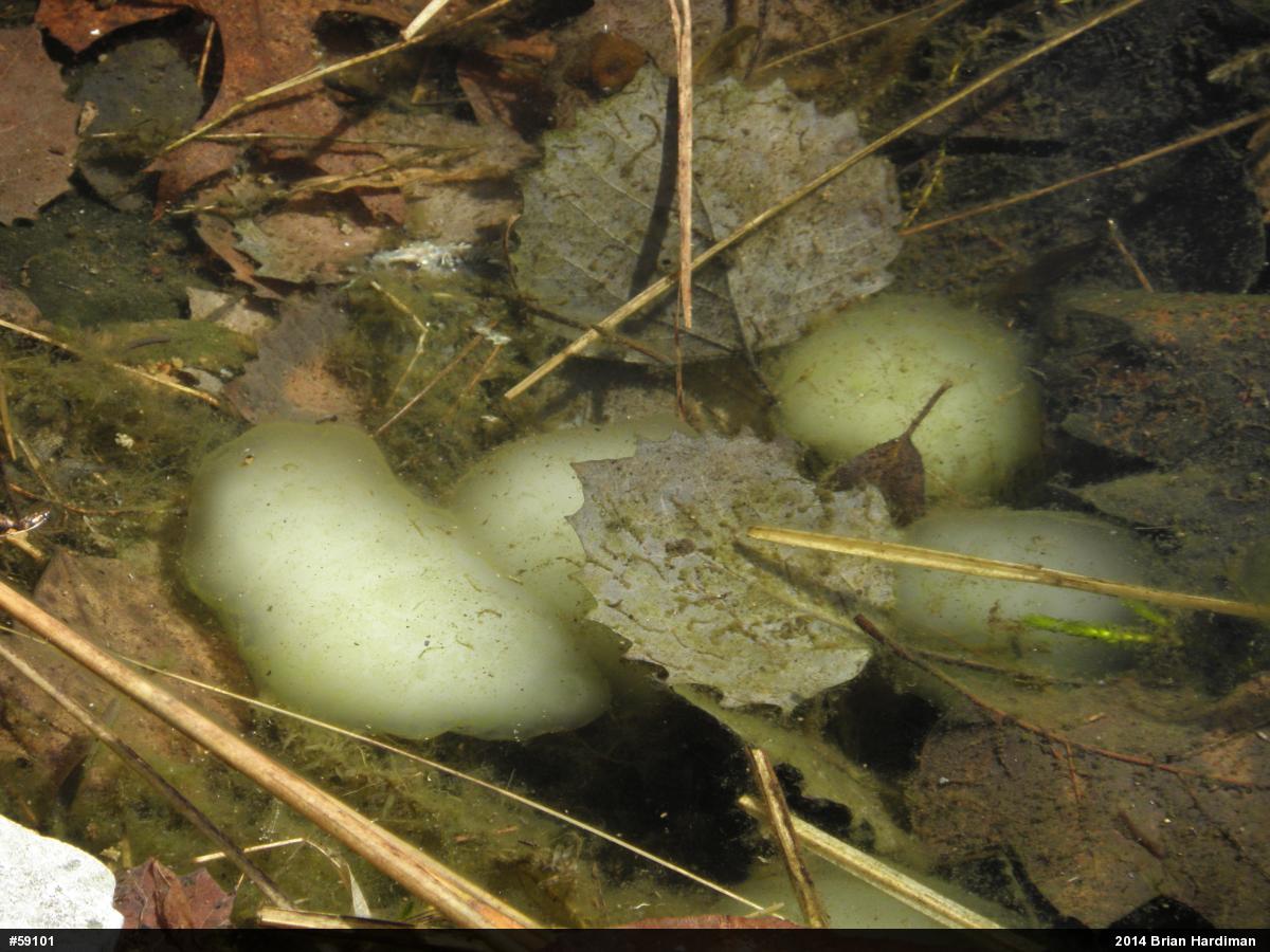 Spotted Salamander