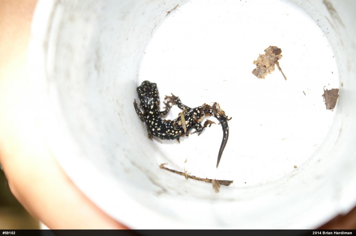 Northern Slimy Salamander