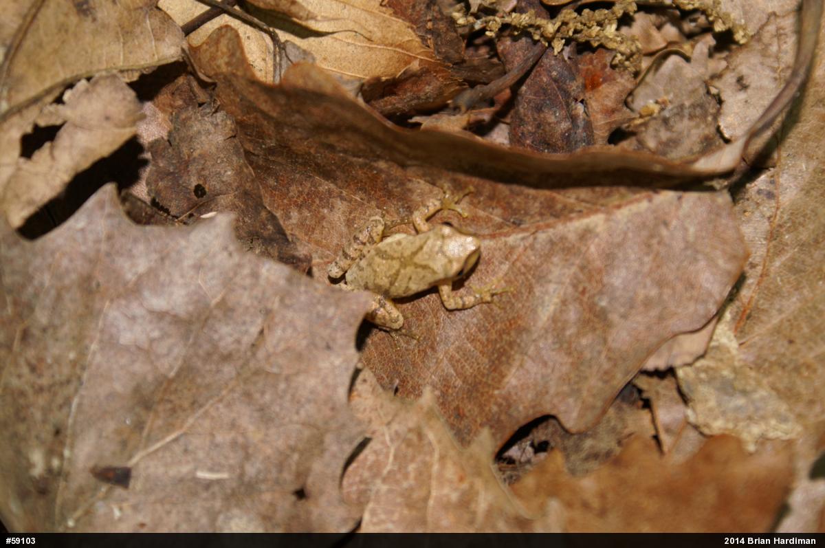 Spring Peeper