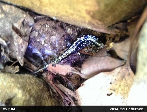 Northern Slimy Salamander