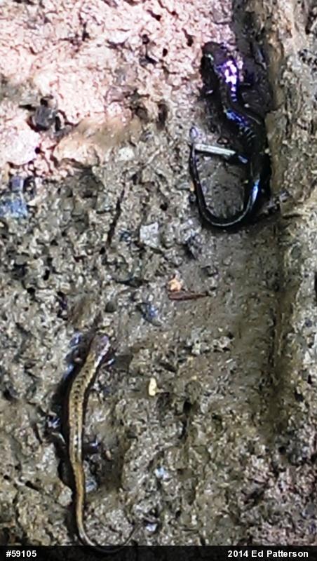 Allegheny Mountain Dusky Salamander