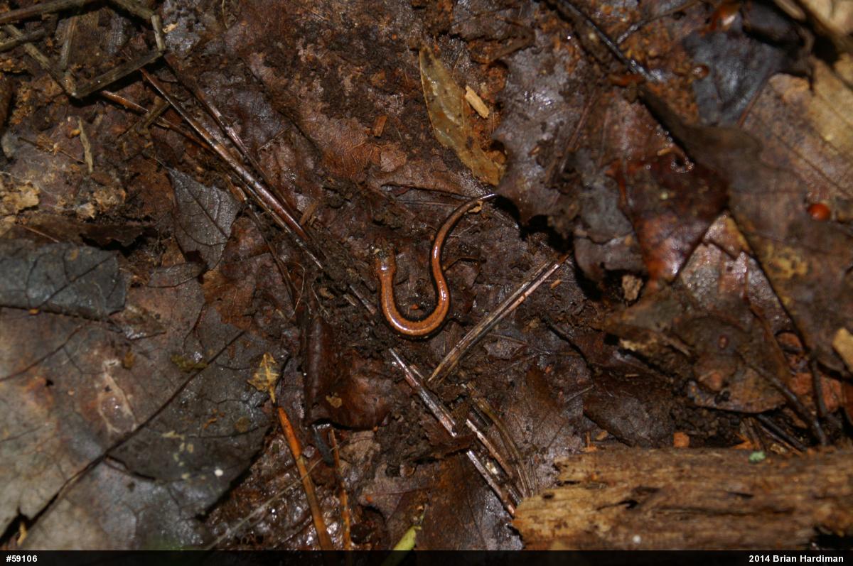 Eastern Red-backed  Salamander