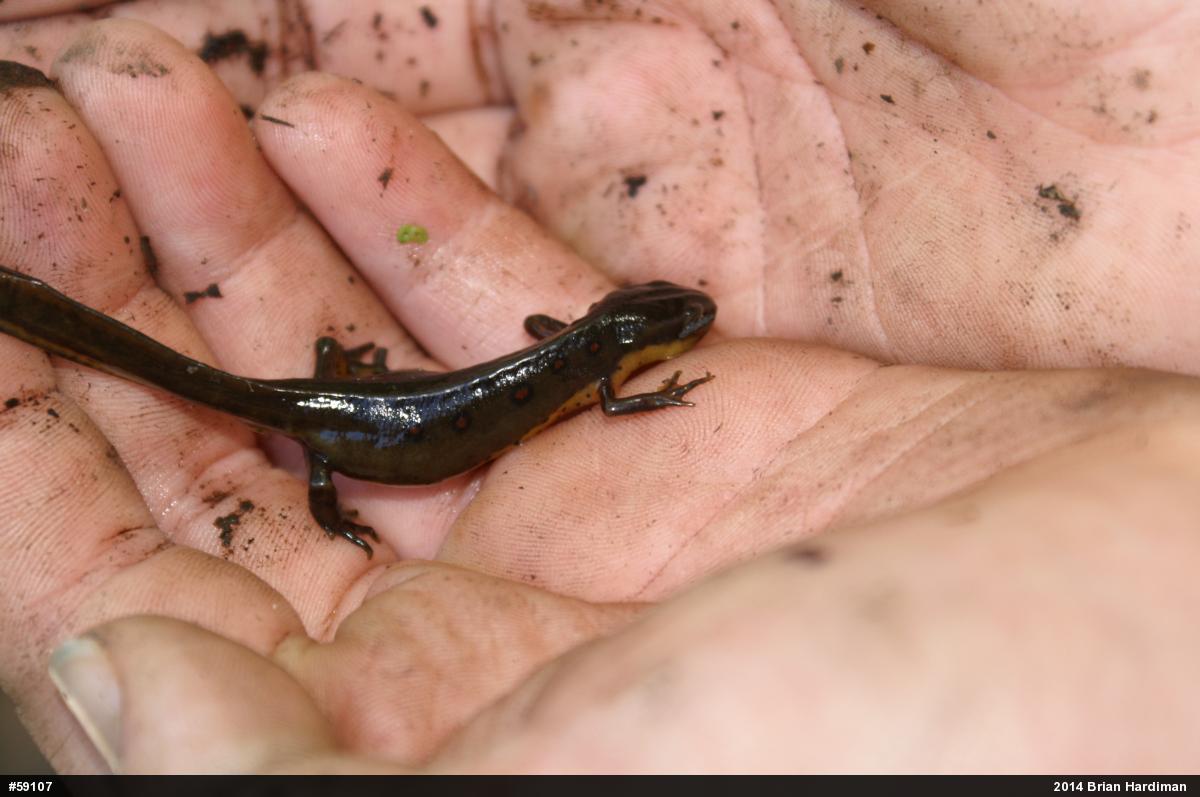 Red-spotted Newt