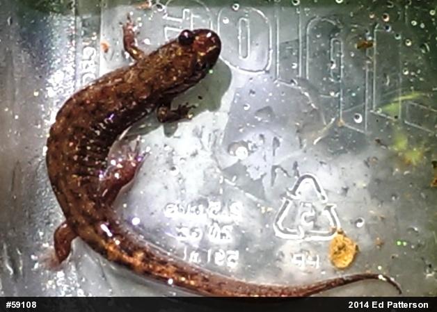 Seal Salamander