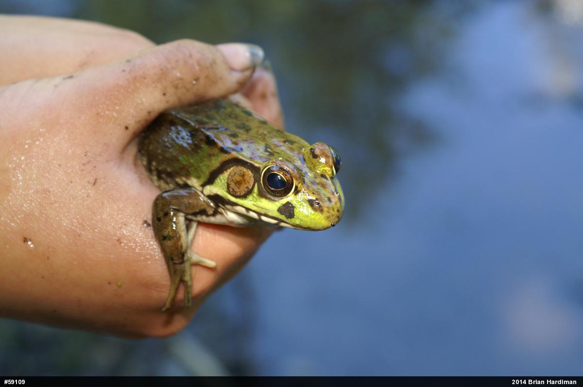 Green Frog