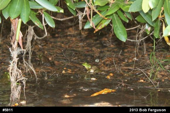 American Bullfrog