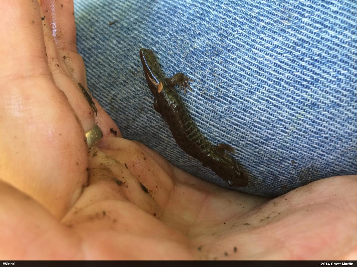 Northern Dusky Salamander