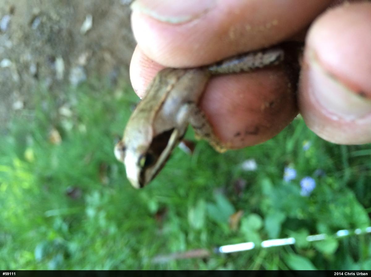 Wood Frog