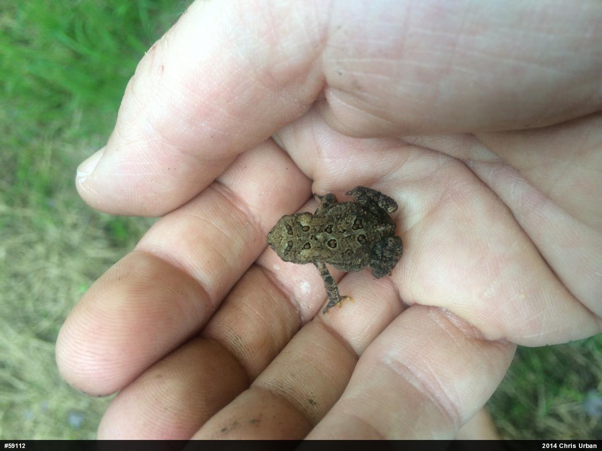 Eastern American Toad