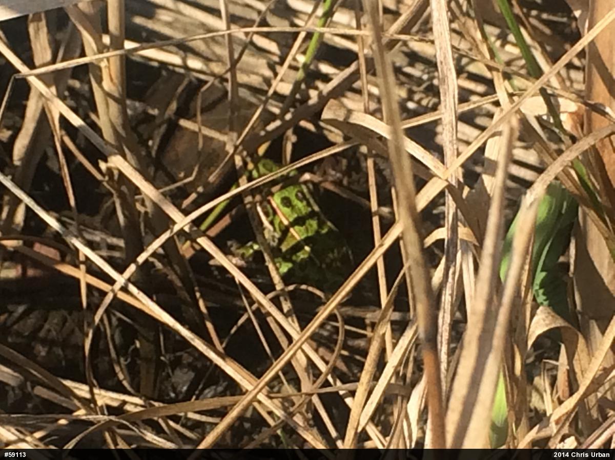 Northern Leopard Frog