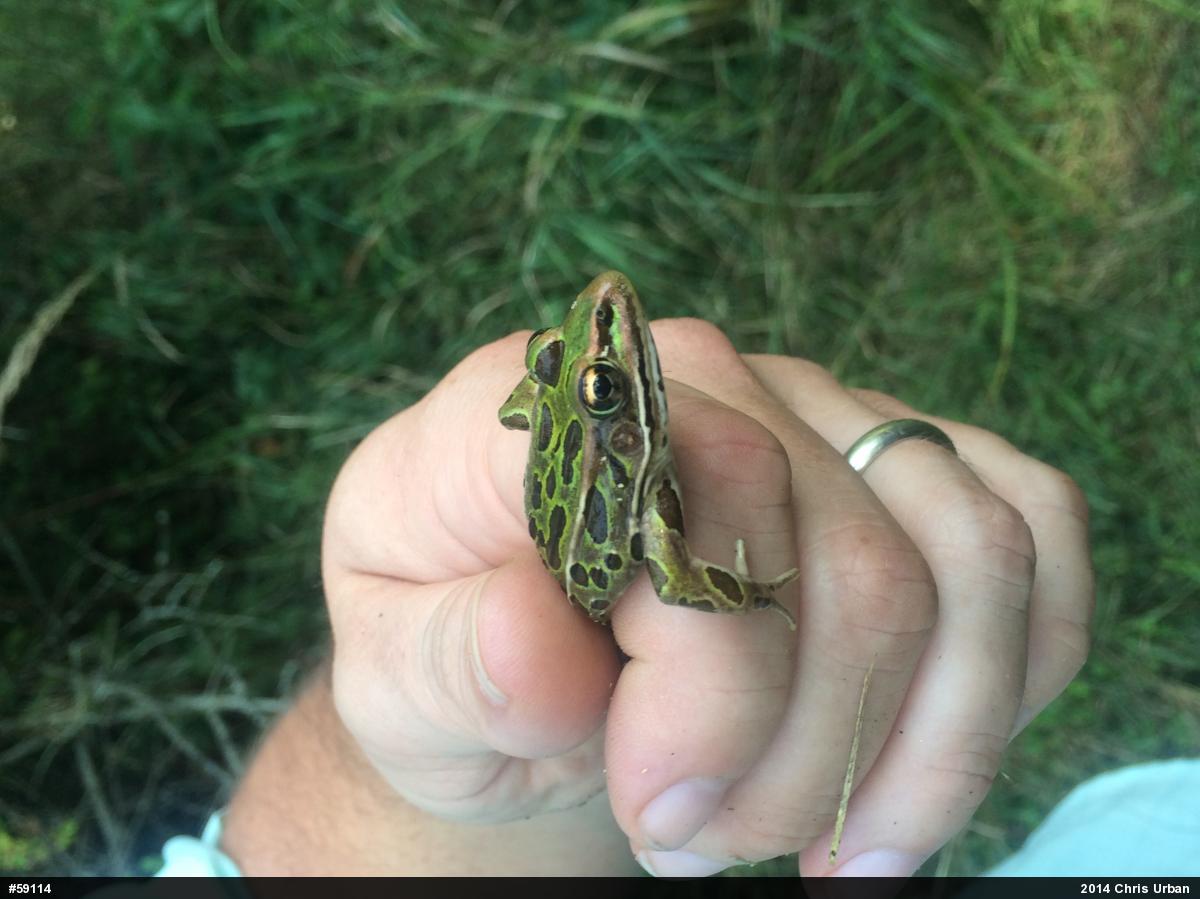 Northern Leopard Frog