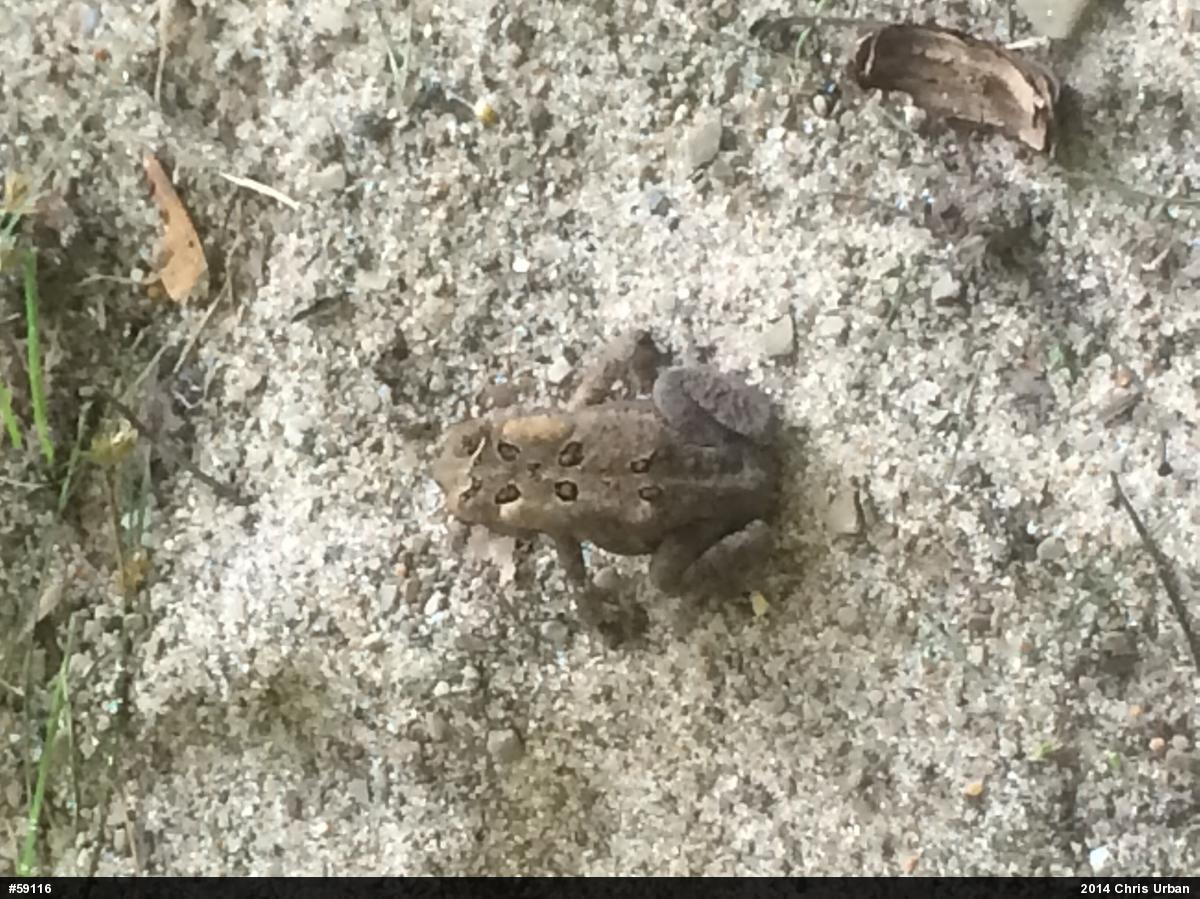 Eastern American Toad