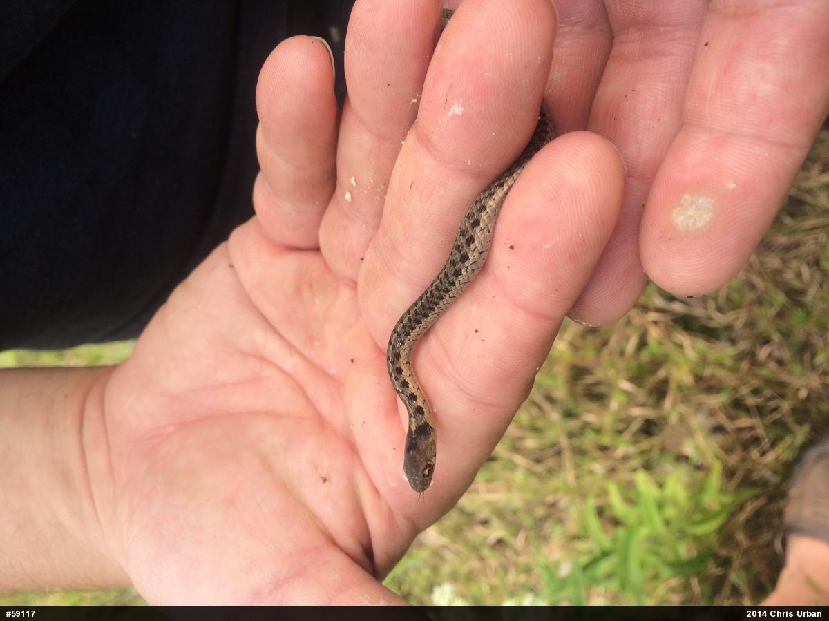 Eastern Gartersnake