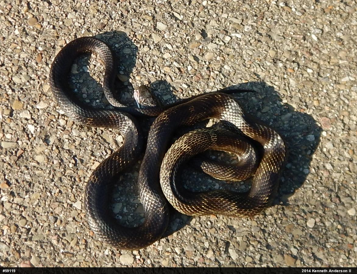 Eastern Ratsnake