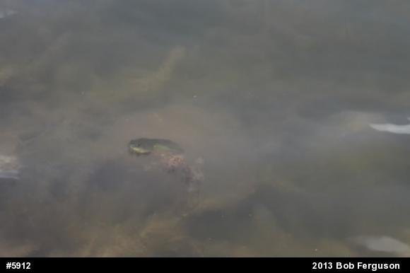 American Bullfrog
