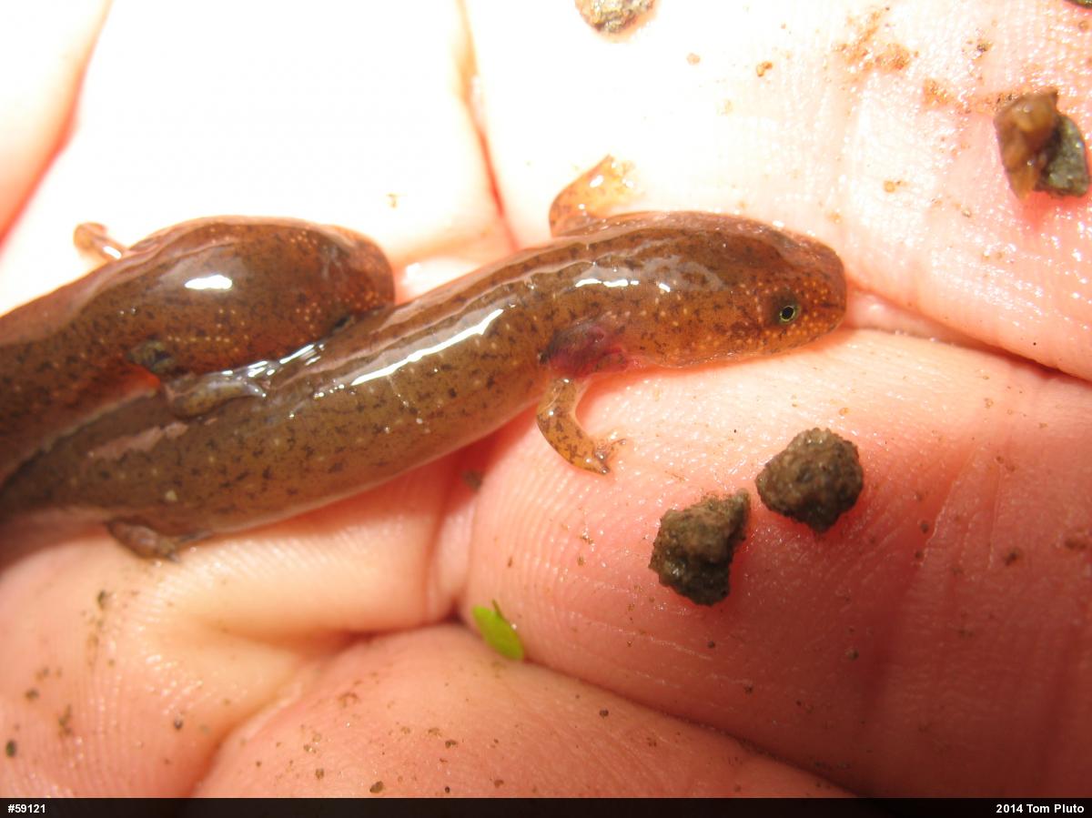 Northern Red Salamander