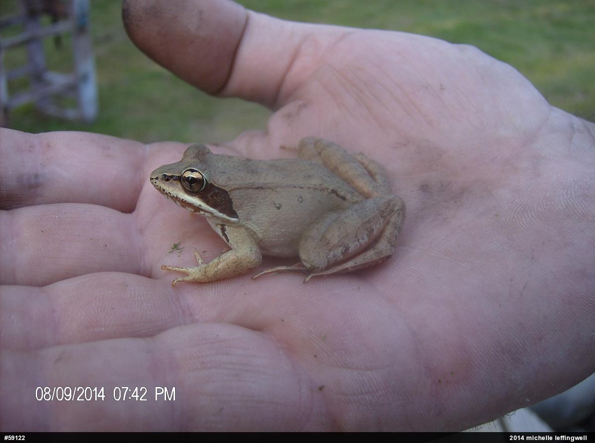 Wood Frog