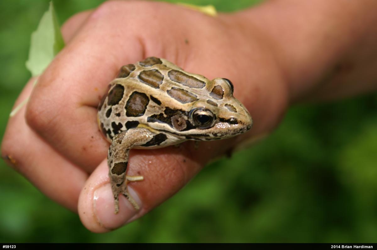 Pickerel Frog