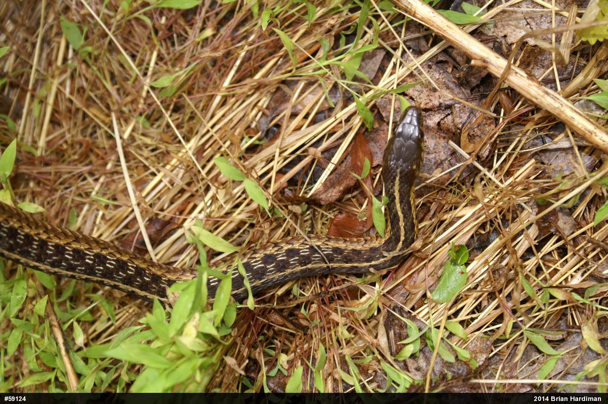 Eastern Gartersnake