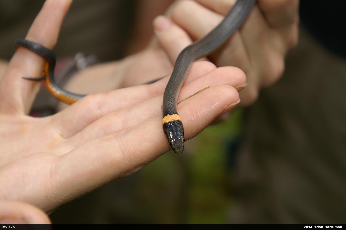 Northern Ring-necked Snake