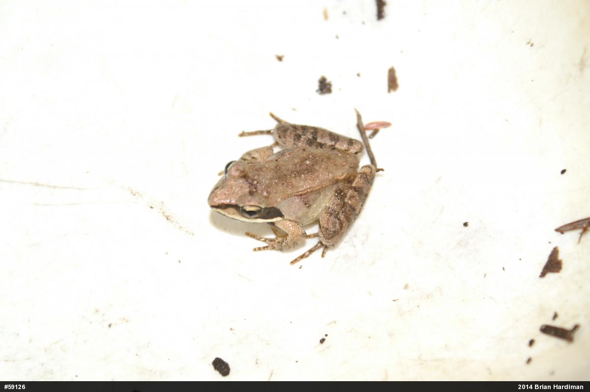 Wood Frog
