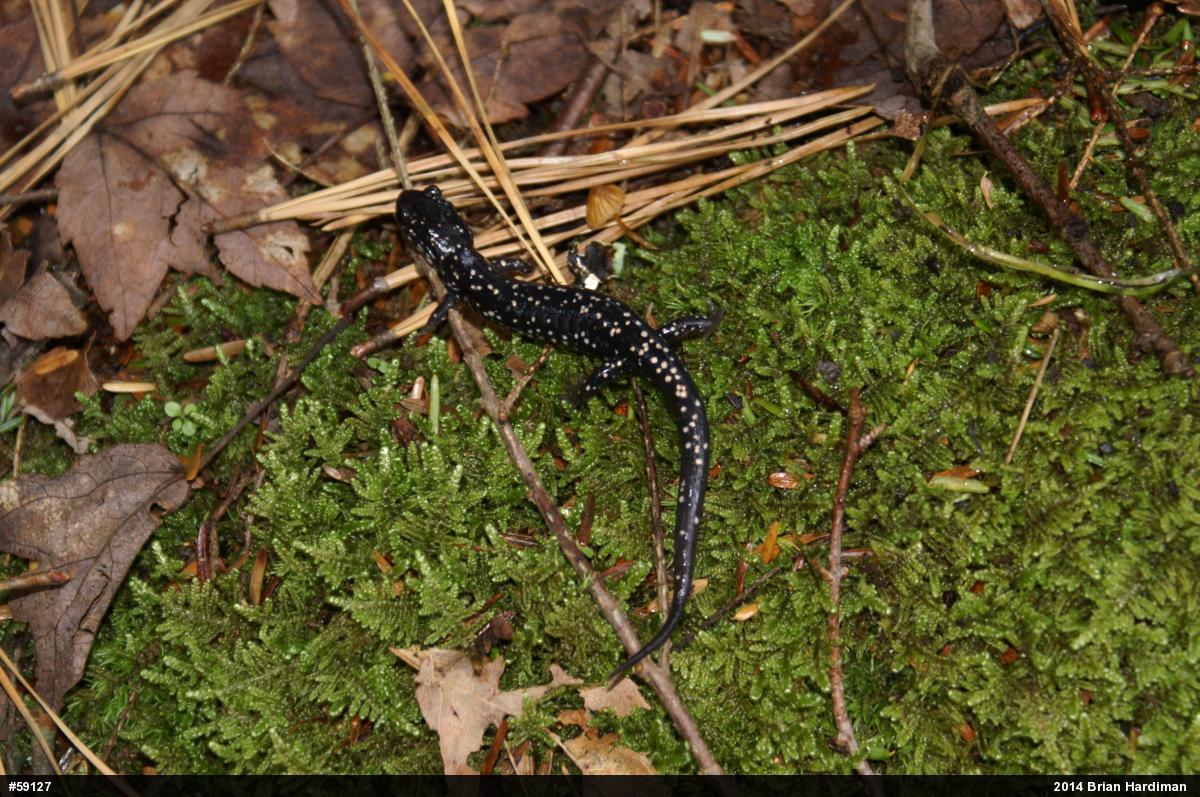 Northern Slimy Salamander