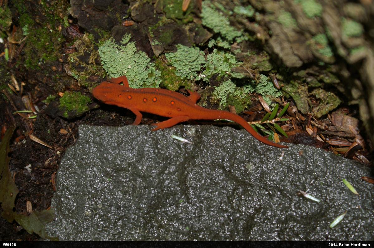 Red-spotted Newt