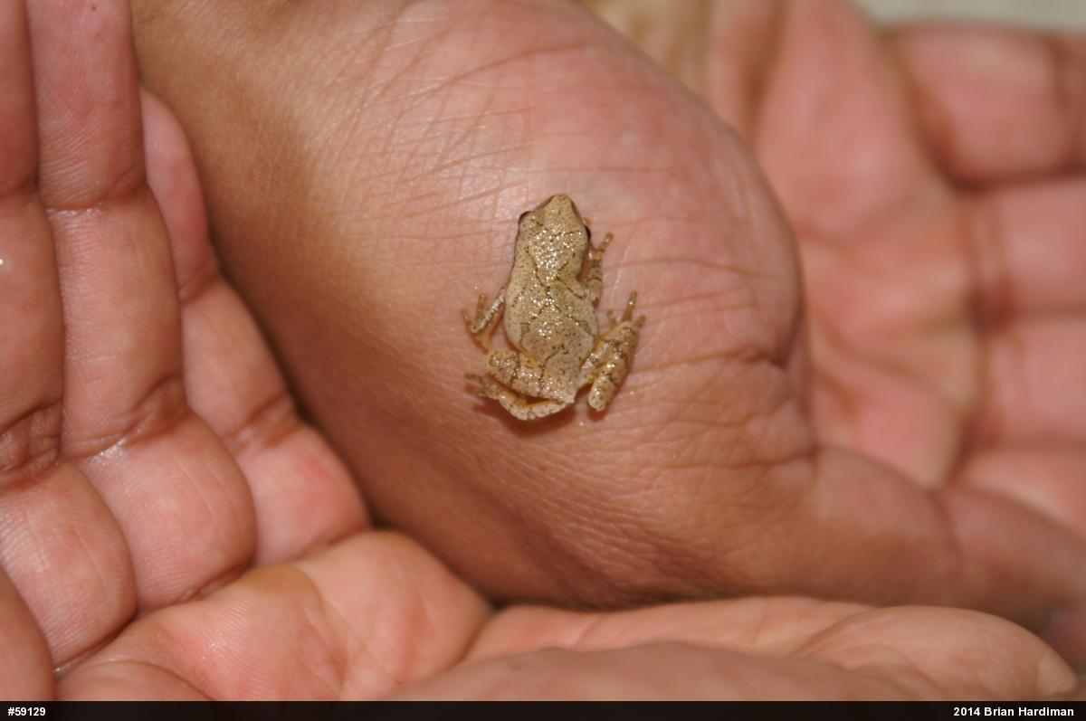 Spring Peeper