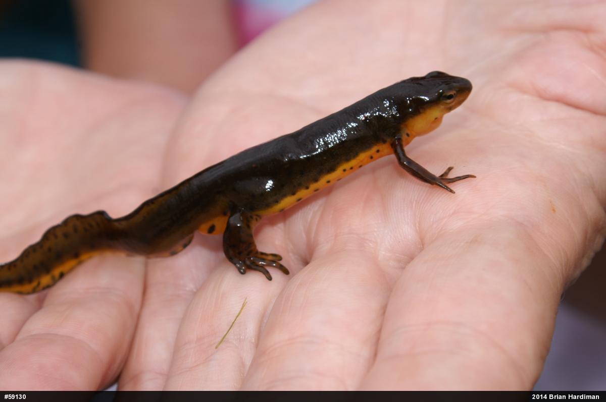 Red-spotted Newt