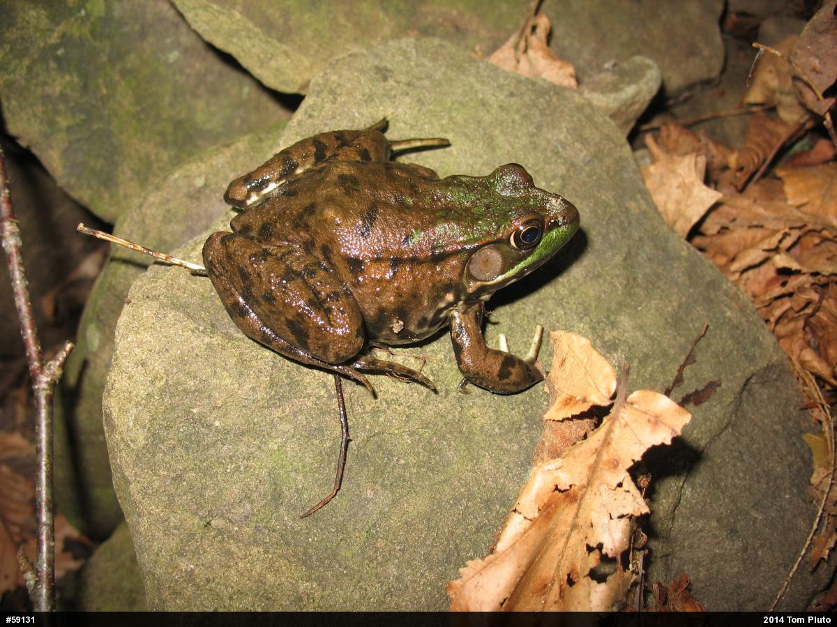 Green Frog