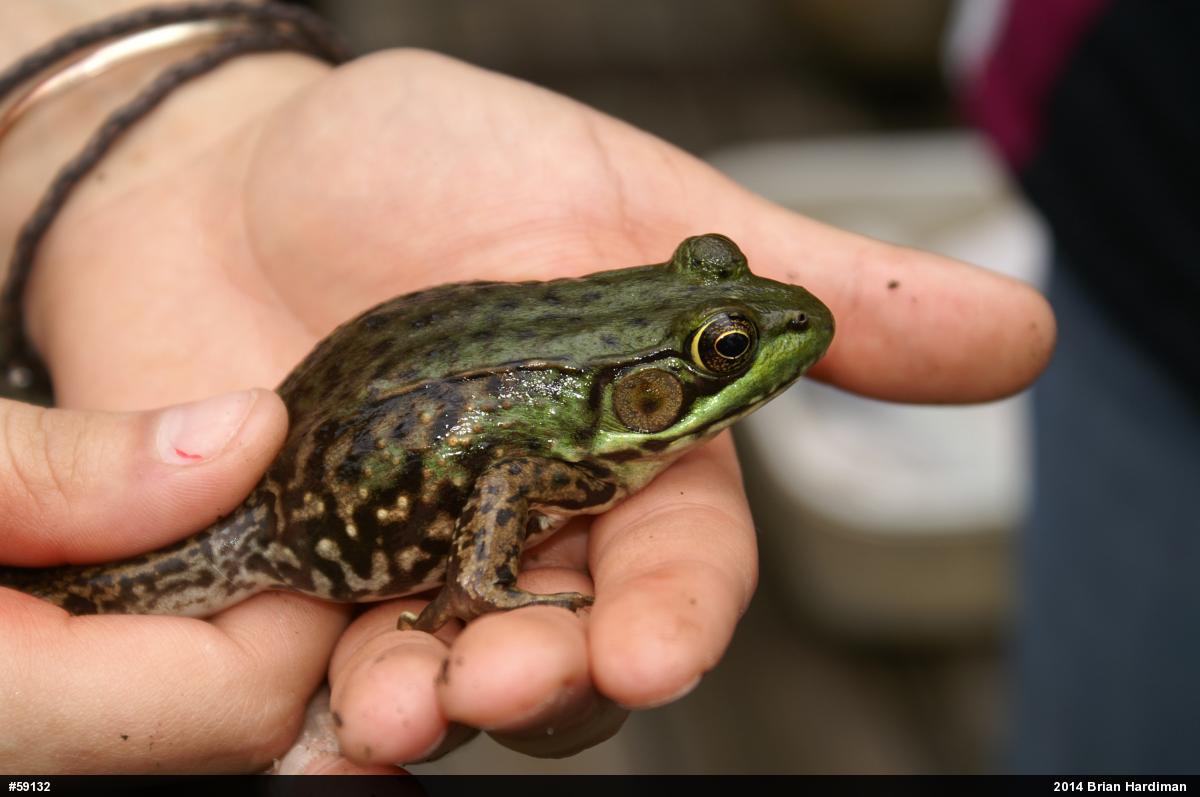 Green Frog