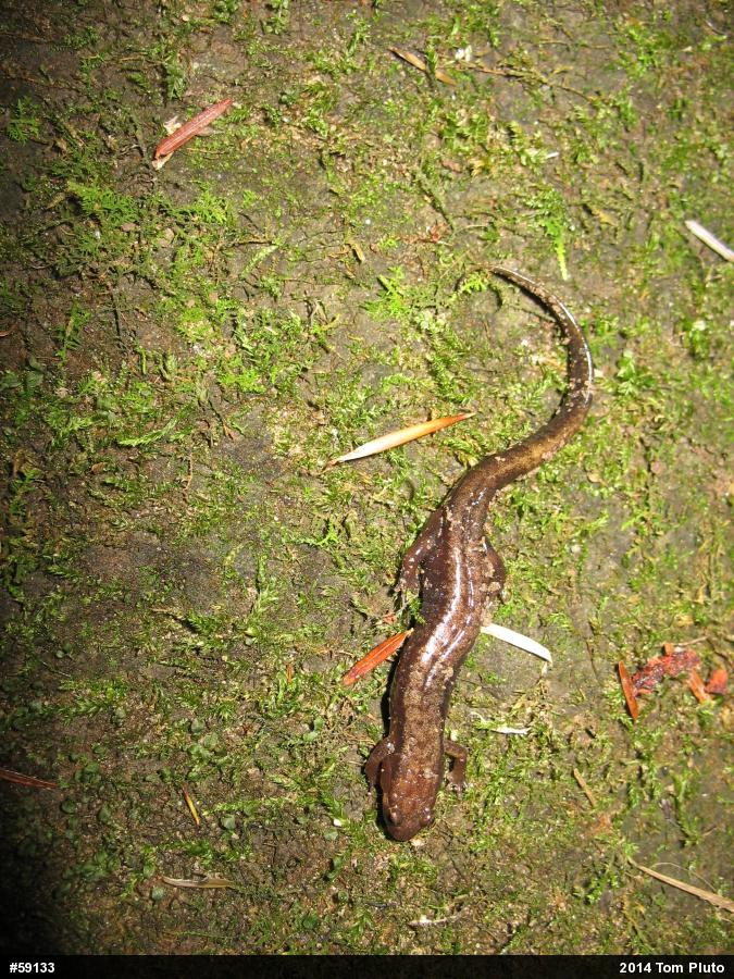 Allegheny Mountain Dusky Salamander