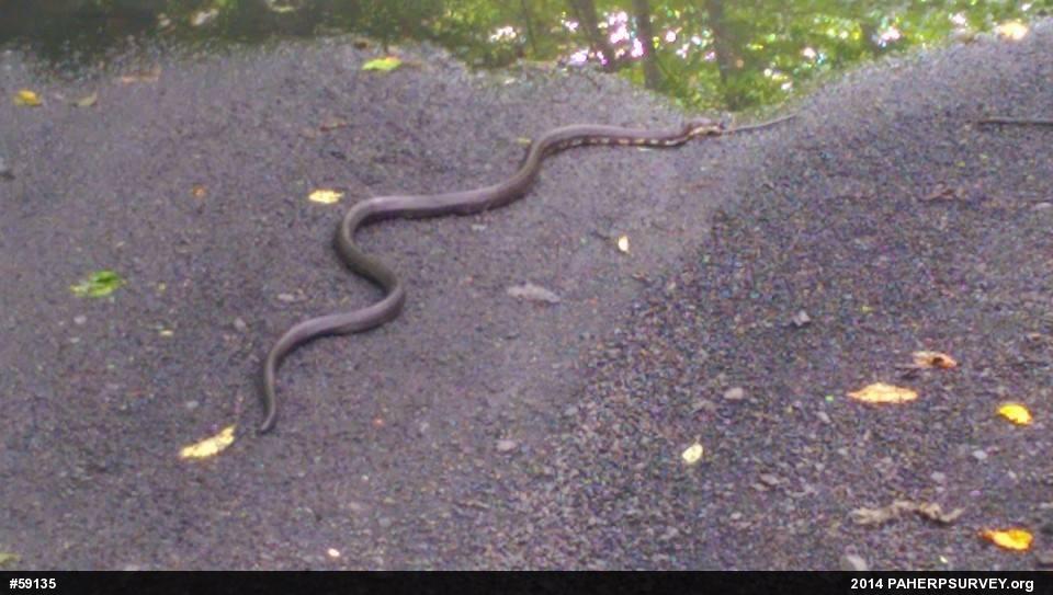 Eastern Ratsnake