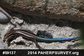 Common Five-lined Skink