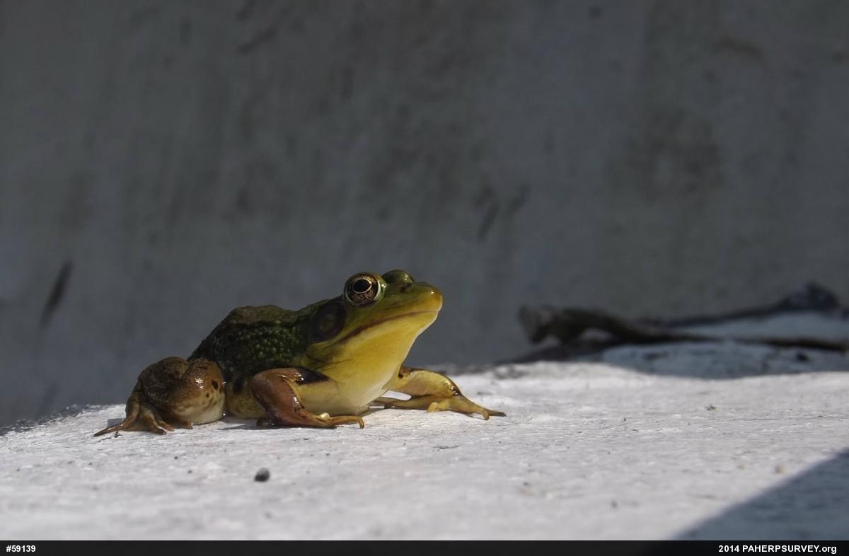 Green Frog