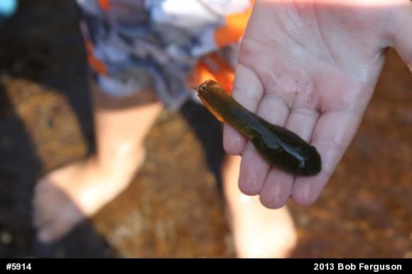 American Bullfrog