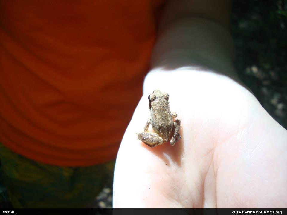 Wood Frog