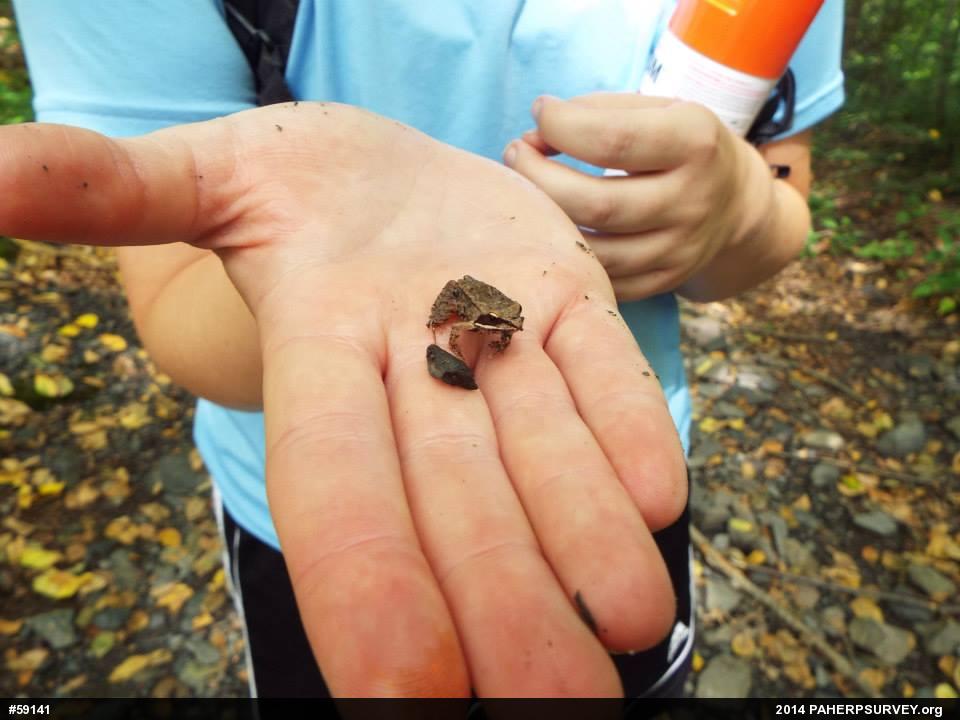 Wood Frog