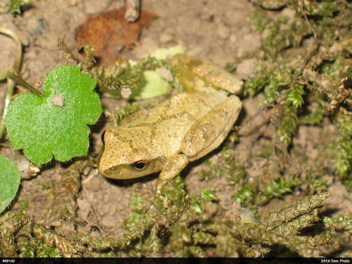 Spring Peeper
