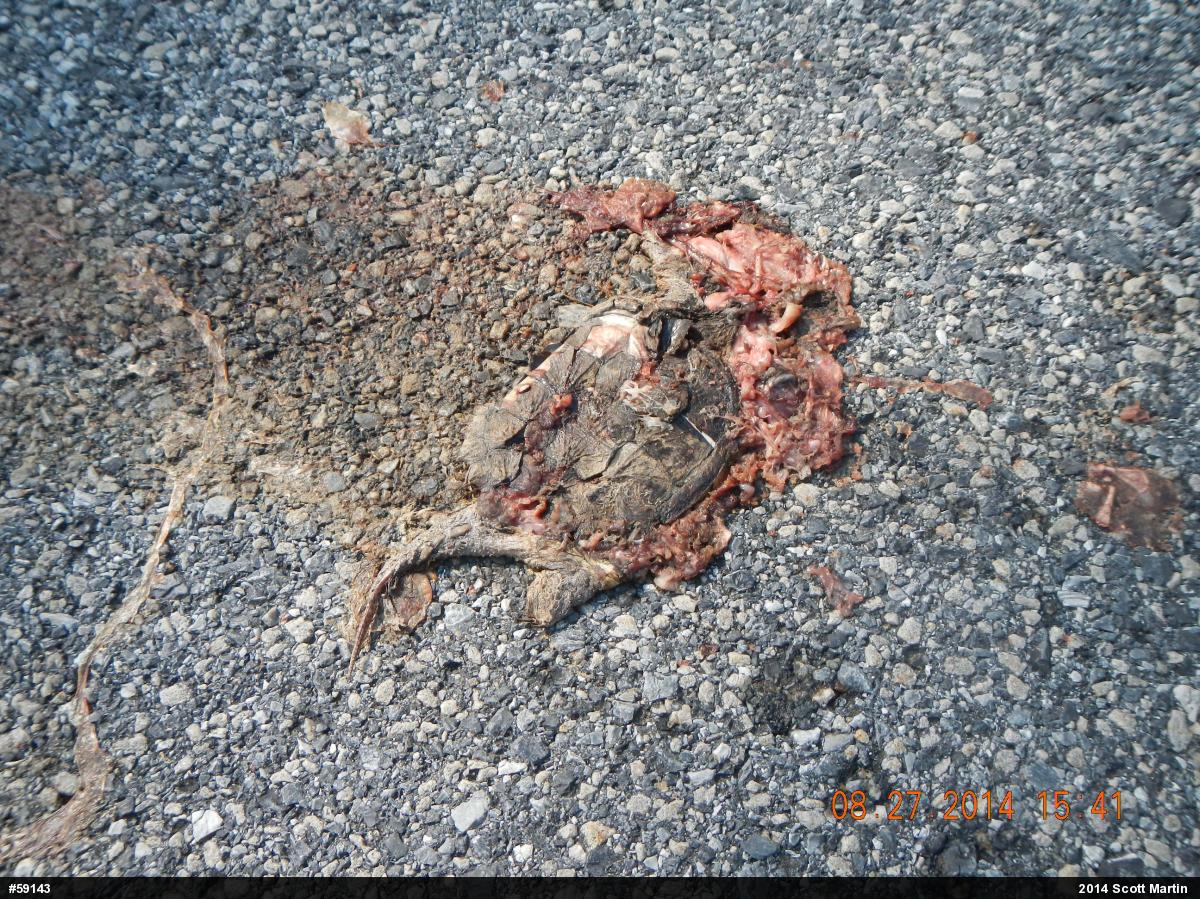 Snapping Turtle