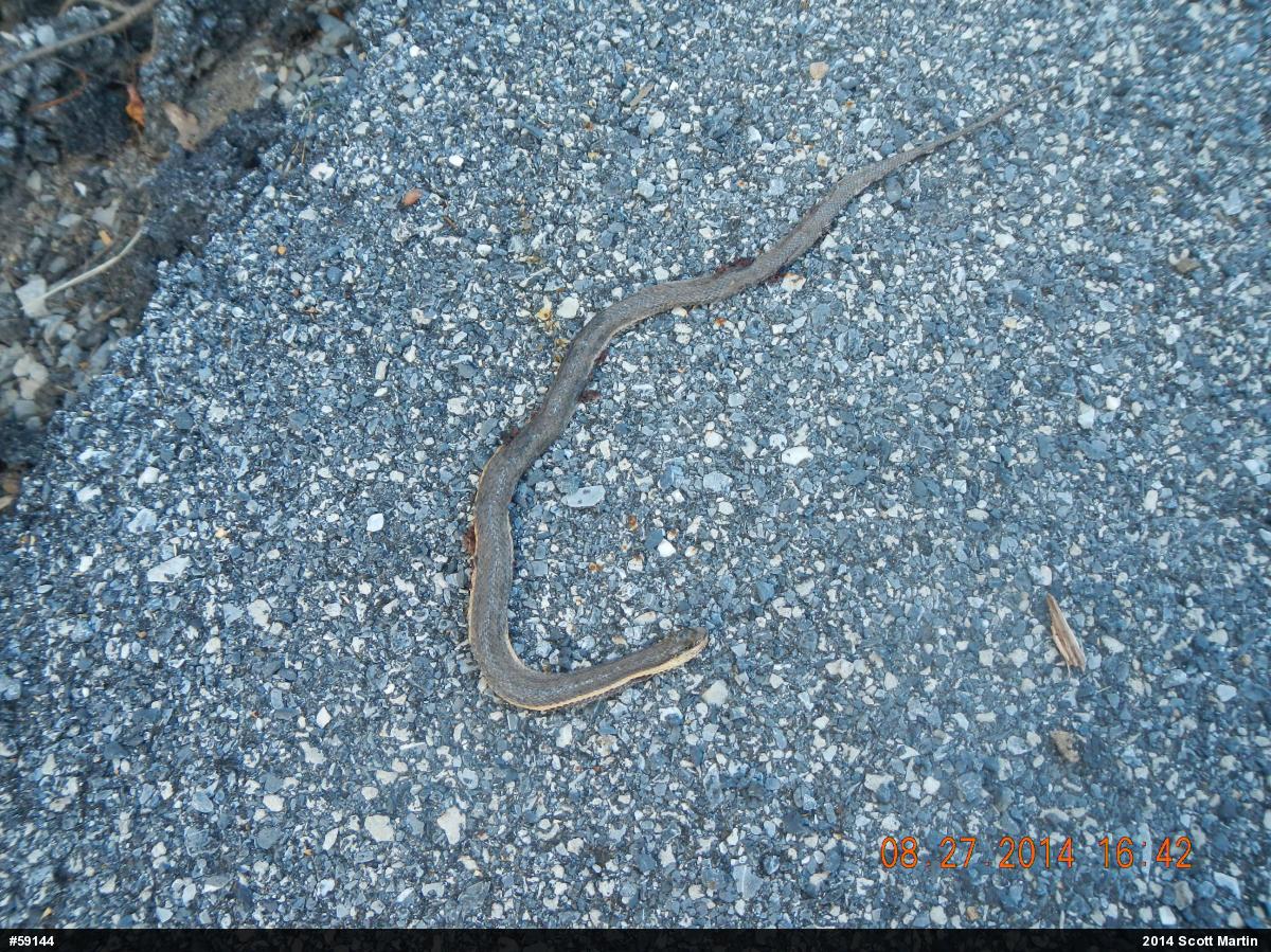 Queensnake