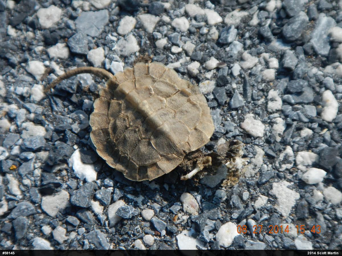 Wood Turtle