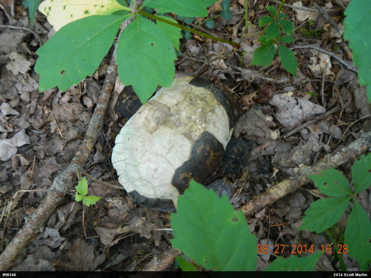 Eastern Box Turtle